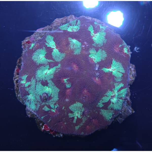 Favites Sp. (Premium)