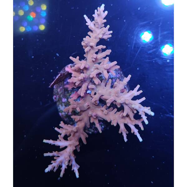 Acropora sp 1