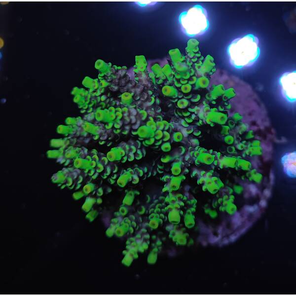 Acropora sp 3