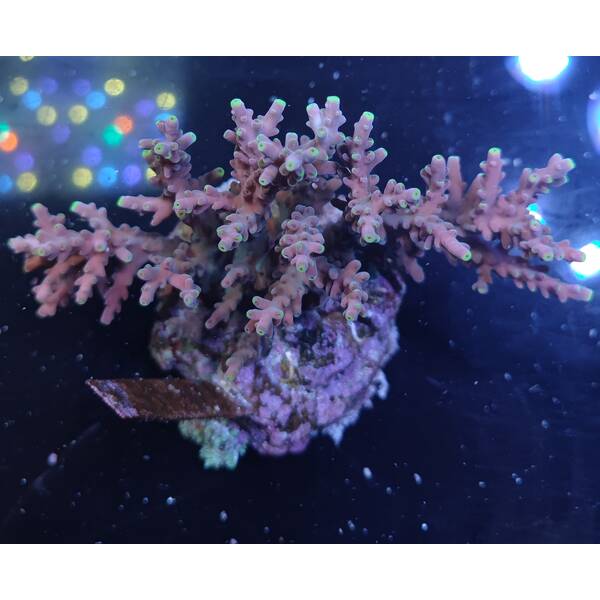Acropora sp 12