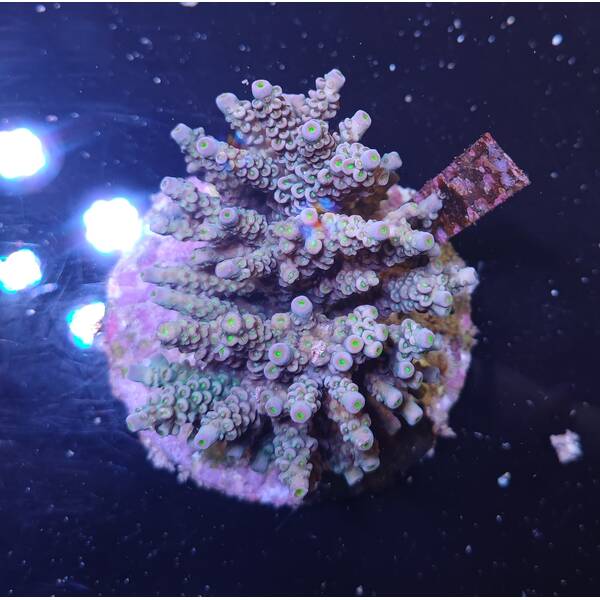 Acropora sp 25