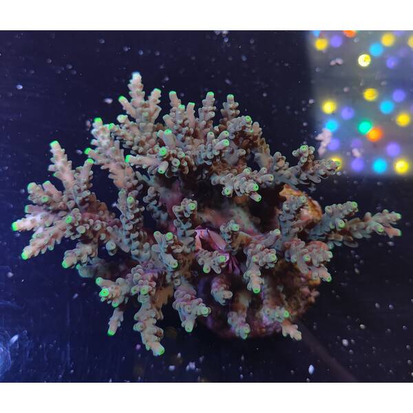 Acropora sp 27