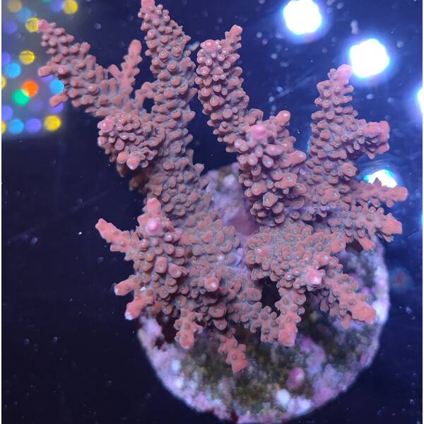 Acropora sp 29