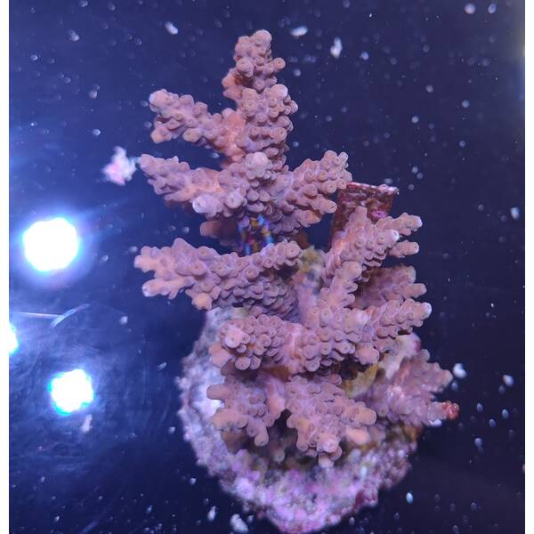 Acropora sp 31