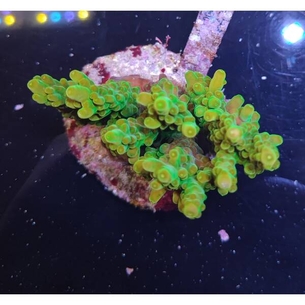 Acropora sp 34