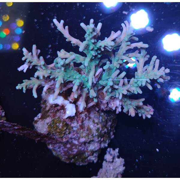 Acropora sp 37