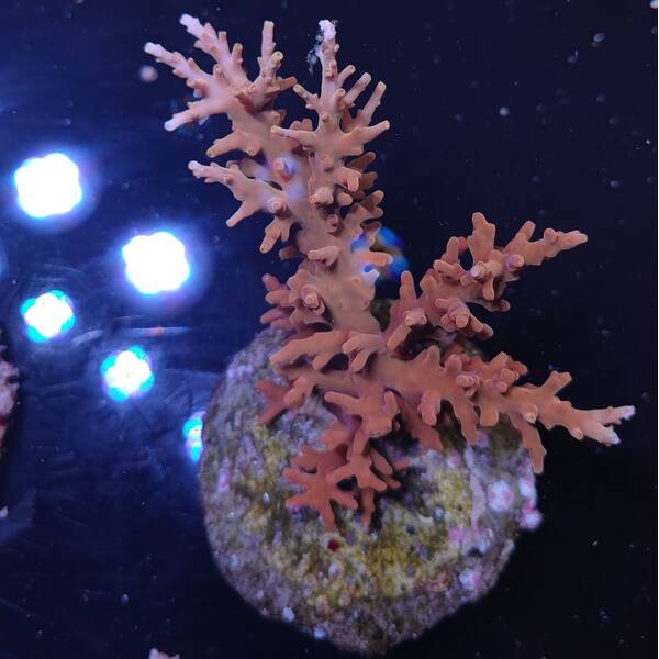 Acropora sp 39