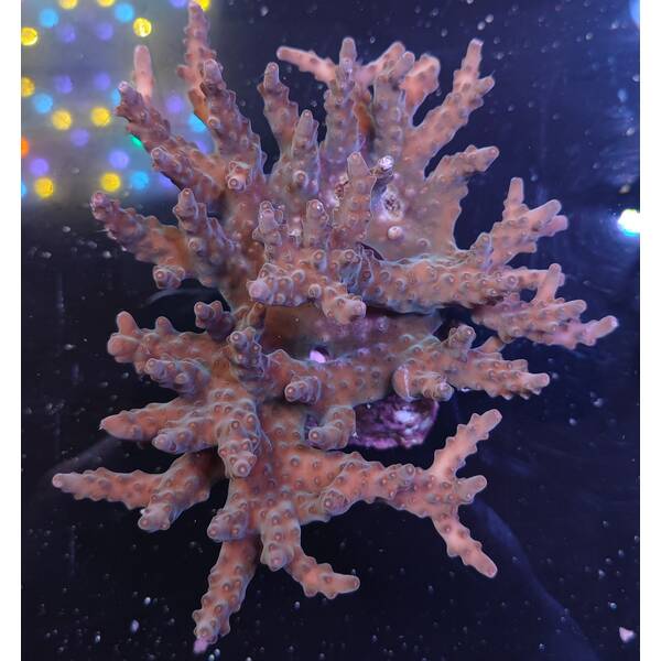 Acropora sp 41
