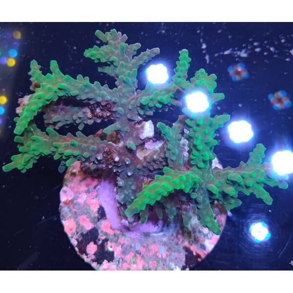 Acropora sp 43