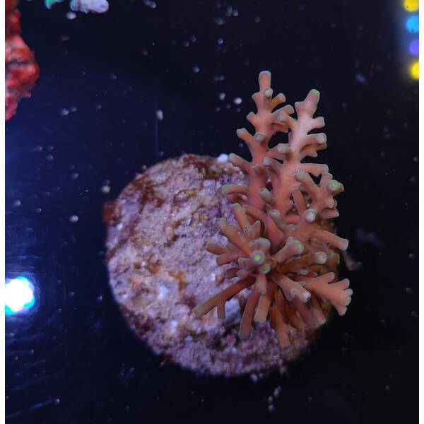 Acropora sp 49