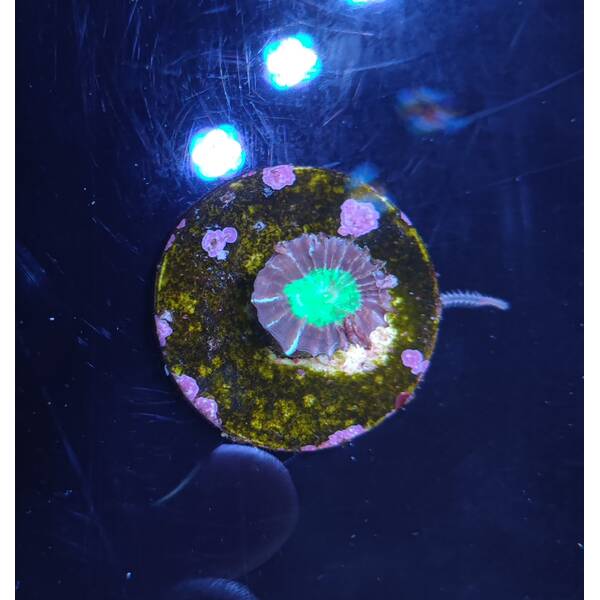 Caulastrea Echinulata 1