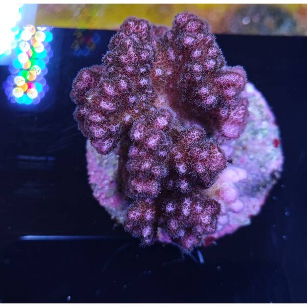 Pocillopora Verrucosa Pink