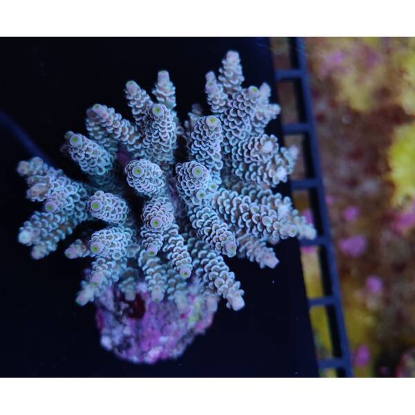 Acropora Tenuis (Greenish)