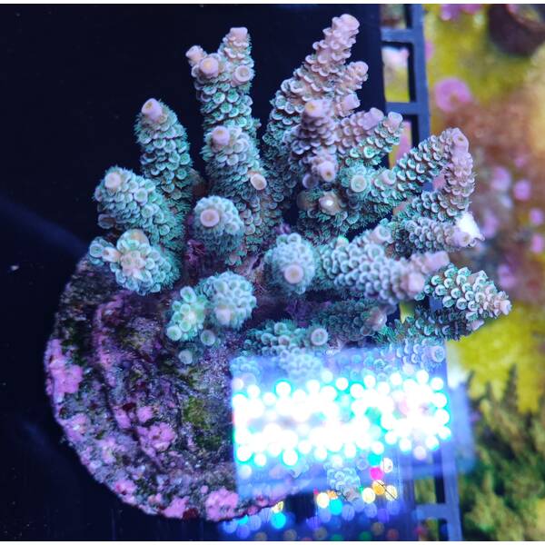 Acropora Tenuis
