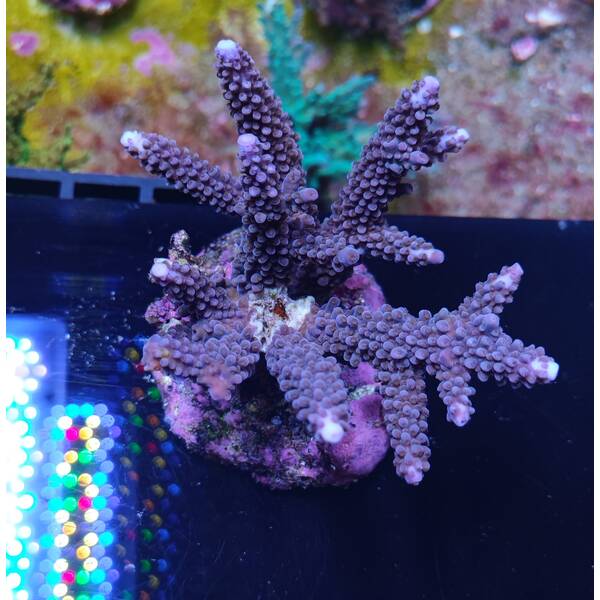 Acropora Blue 2