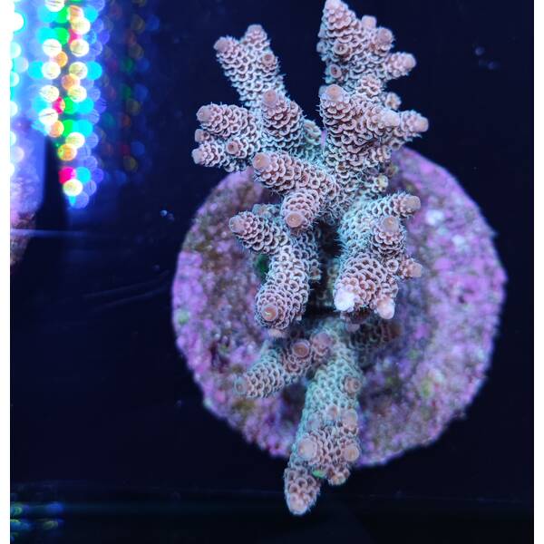 Acropora millepora 2