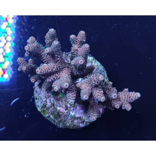 Acropora millepora 1
