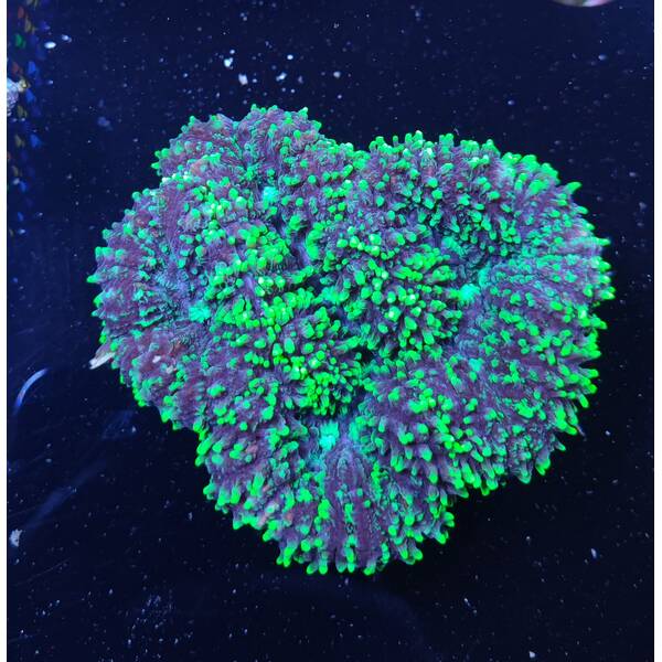 Symphyllia spp. (Green)