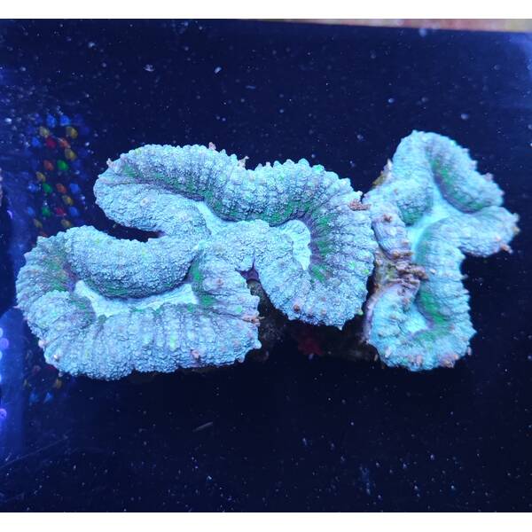 Lobophyllia sp. Green