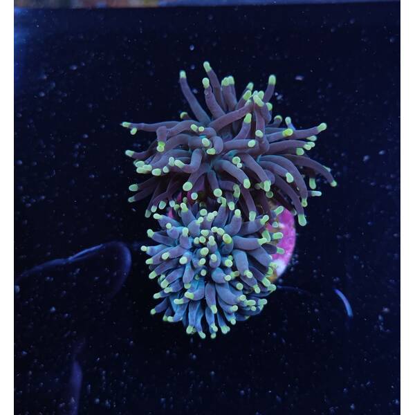 Euphyllia Glabrescens (Orange/Pink) 1