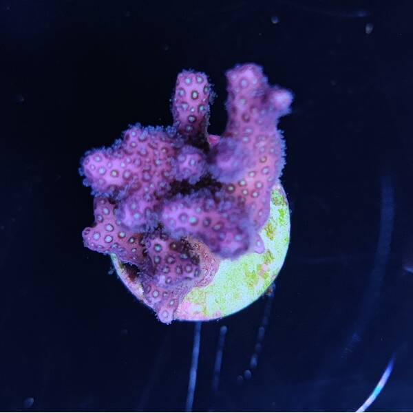 Pocillopora Verrucosa Pink (frag)