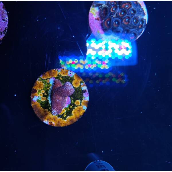 Porites sp. (Bordeaux) (frag)