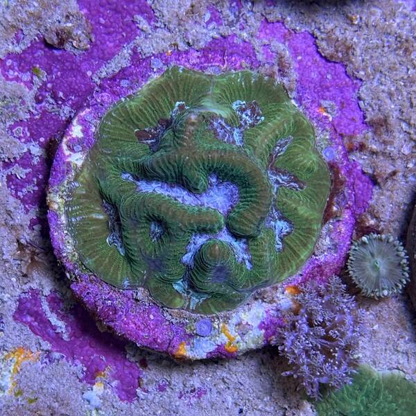 Platygyra spp. (Premium)