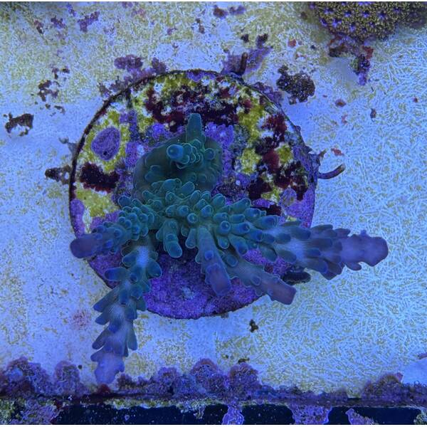 Acropora spp (Frag) 1