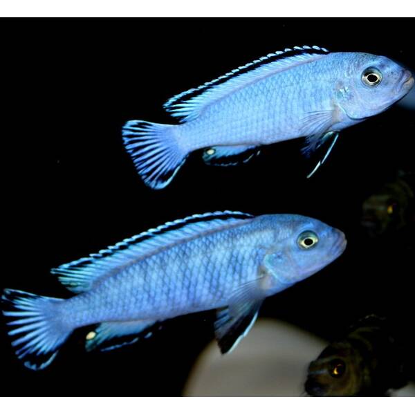 Pseudotropheus Socolofi Blue 3-4cm