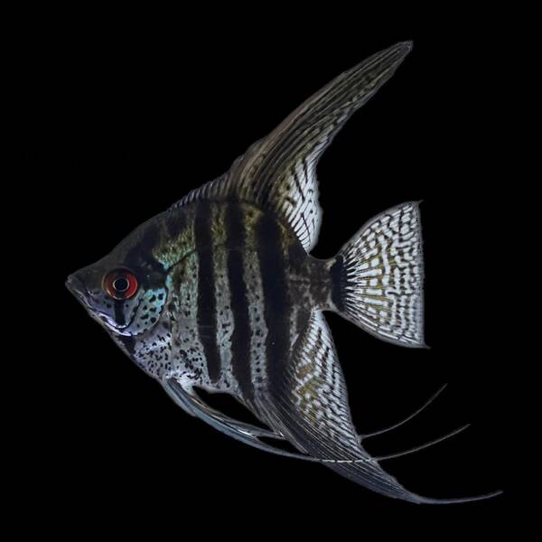 Pterophyllum Scalare Zebra Pinoy 3-3.5cm