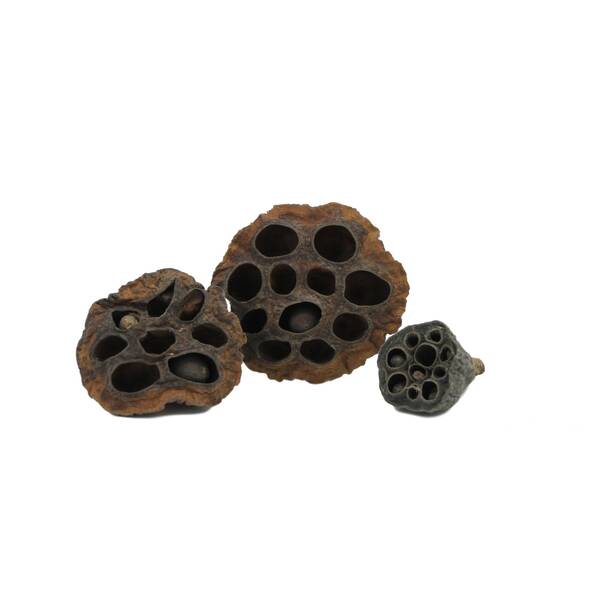 Nature4Pets Lotus Pods XXL 9-12cm