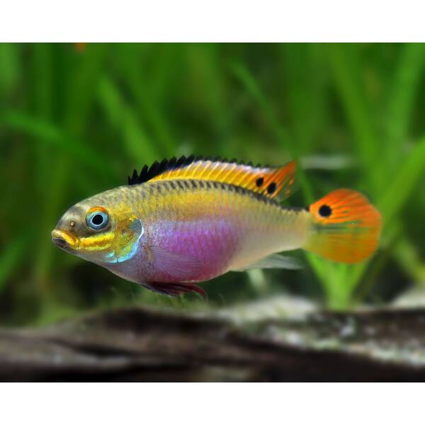 Pelvicachromis Kribensis Ndonga S/M