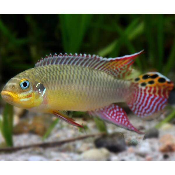 Pelvicachromis Kribensis Ndonga S/M