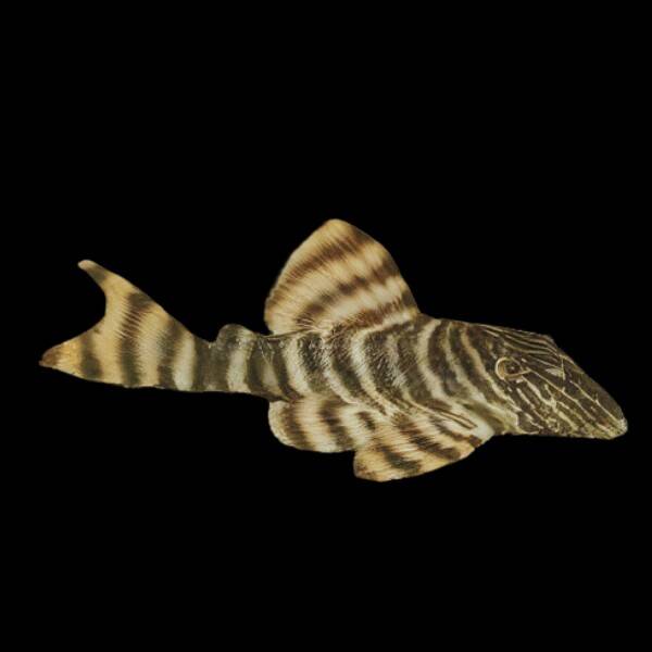 Panagolus sp. L002 XL