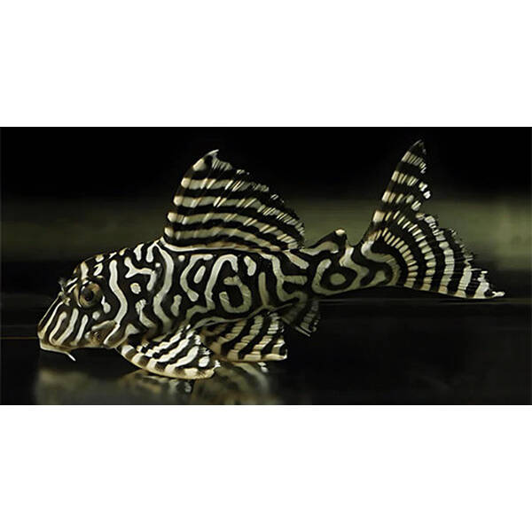 L333 Hypancistrus sp. (Maze Zebra Pleco) L