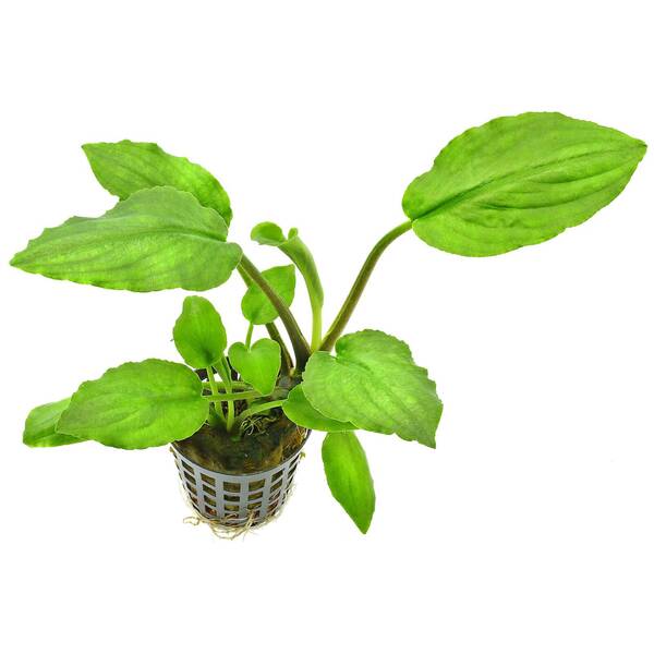 Stoffels Lagenandra meeboldii Green