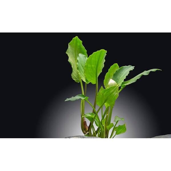 Stoffels Lagenandra meeboldii Green