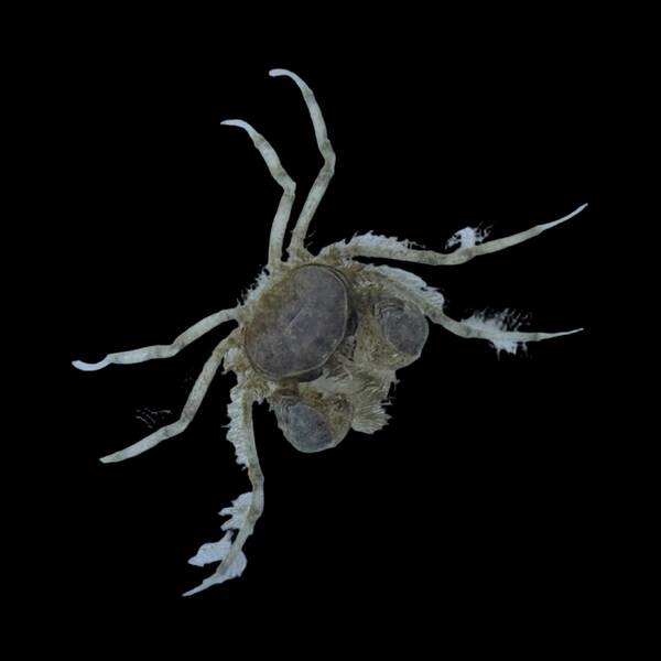 Limnopilos Naiyanetri(crab)