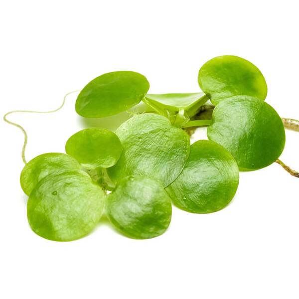 Stoffels Limnobium laevigatum - 2 pcs