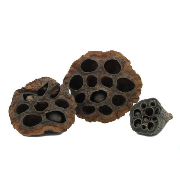 Nature4Pets Lotus Pods 3pcs 5-10cm Nature4Pets Lotus Pods 3pcs 5-10cm