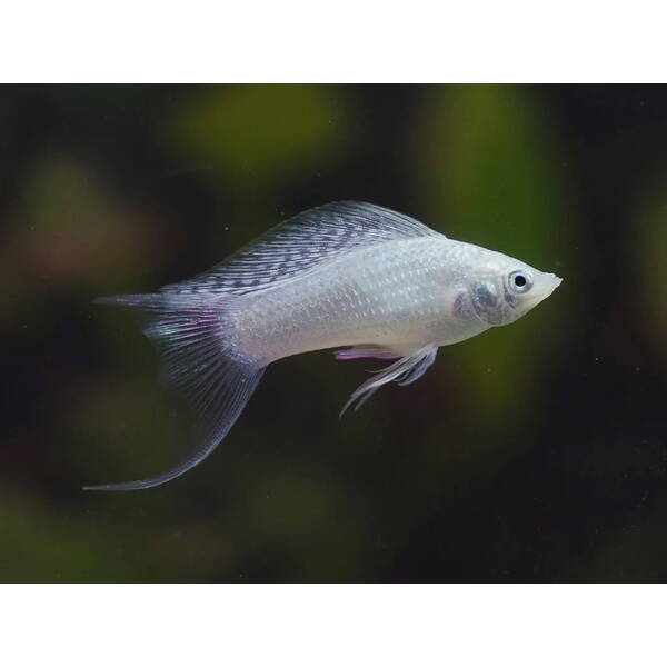 Molly Silver Longfin S/M