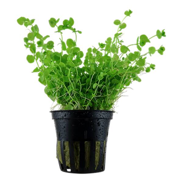 Stoffels Micranthemum Umbrosum