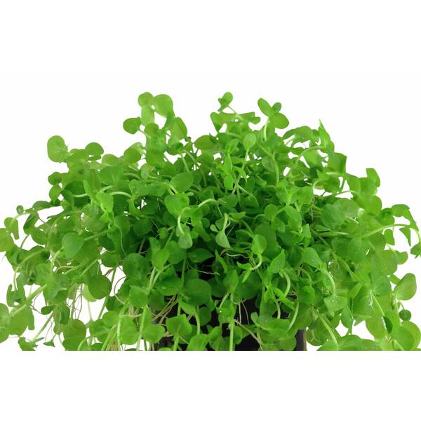 Stoffels Micranthemum Umbrosum