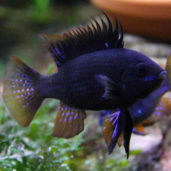 Mikrogeophagus Ramirezi Black M