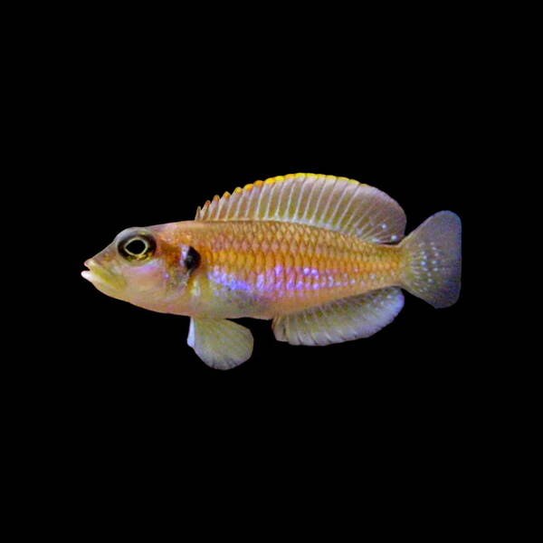 Lambrologus Ocellatus Gold M