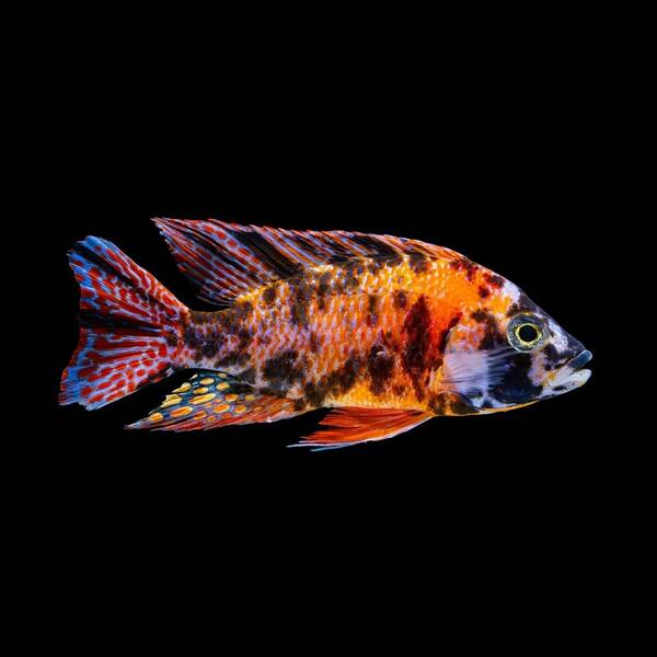 Aulonocara Five Color Nyassae 6-7cm