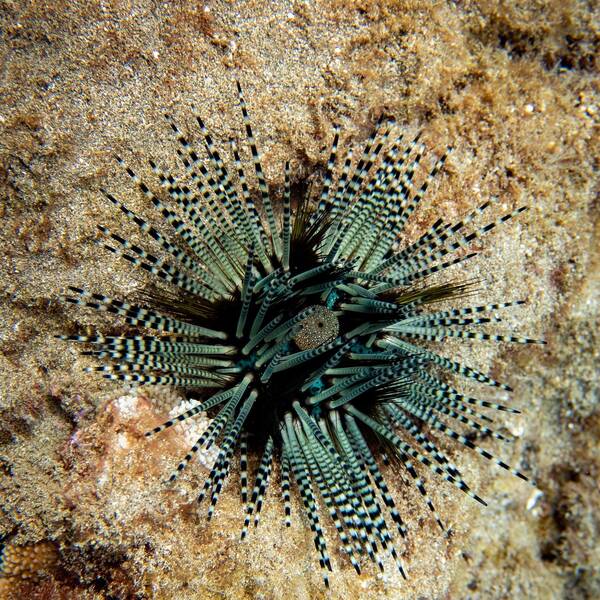 Echinothrix Calamaris