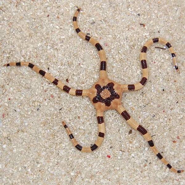 Ophiolepis Superba
