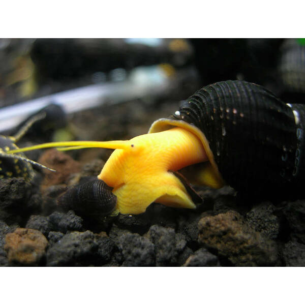 Tylomelania Sp Orange