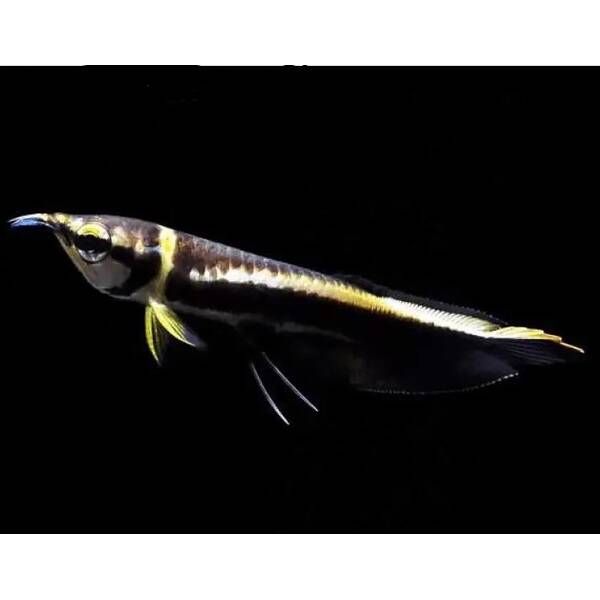 Osteoglossum Ferreirai S